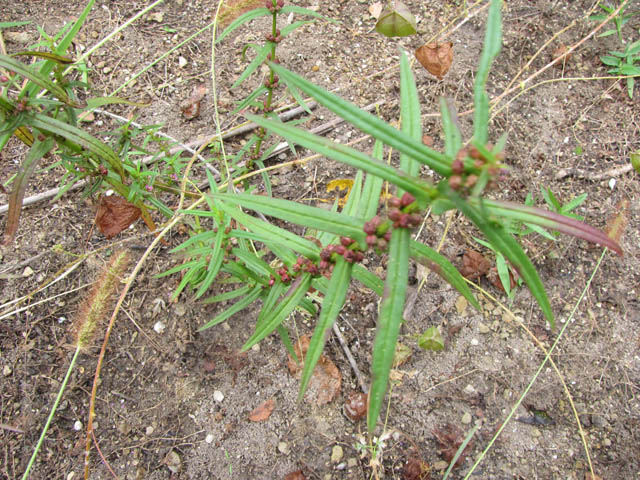 Ammannia coccinea (Valley redstem) #36060