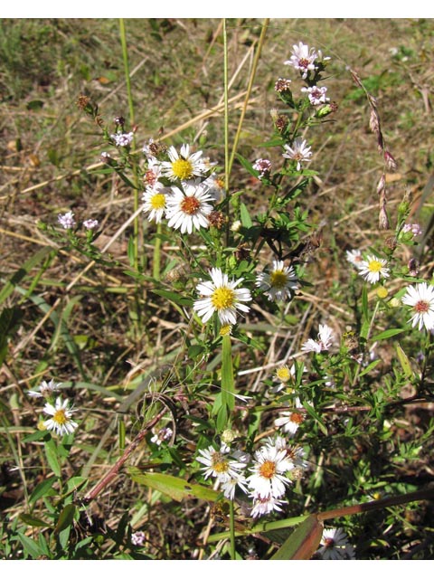 Symphyotrichum lanceolatum ssp. hesperium (White panicle aster) #36070