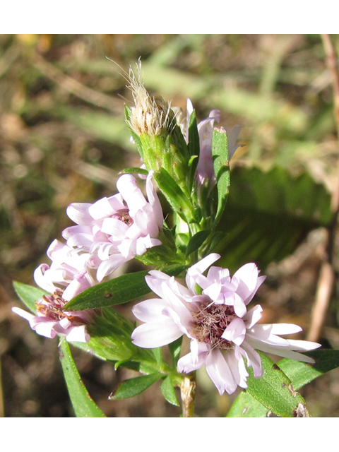 Symphyotrichum lanceolatum ssp. hesperium (White panicle aster) #36076