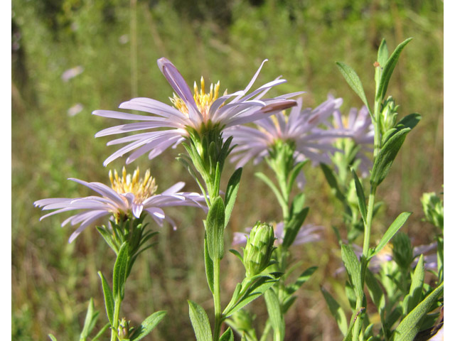 Symphyotrichum praealtum (Willowleaf aster) #36092