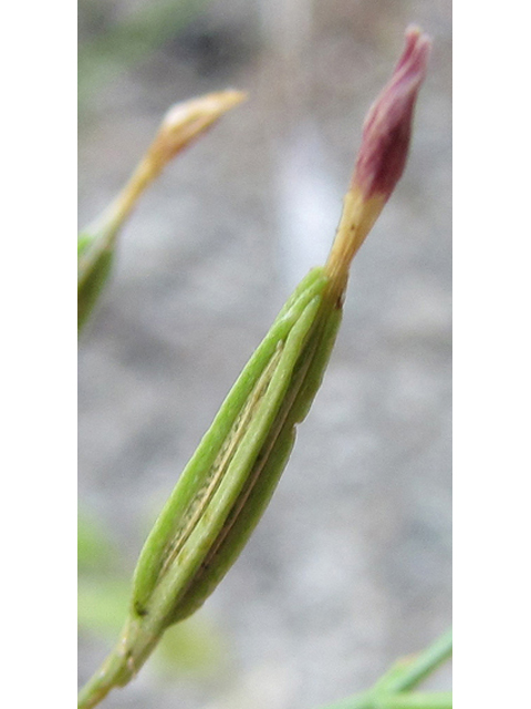 Centaurium texense (Lady bird's centaury) #36118