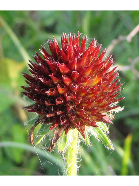 Echinacea angustifolia (Black samson) #39028