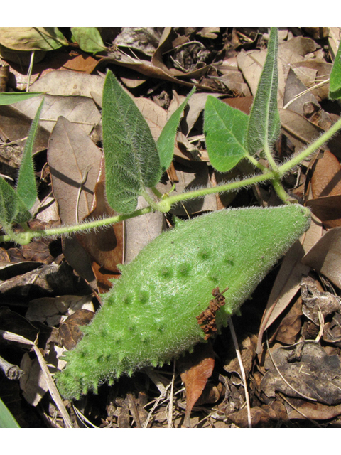 Matelea biflora (Star milkvine) #39106