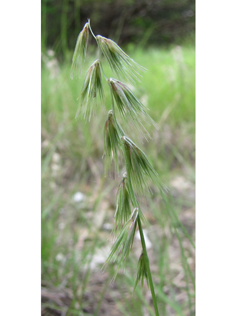 Bouteloua rigidiseta (Texas grama) #39108