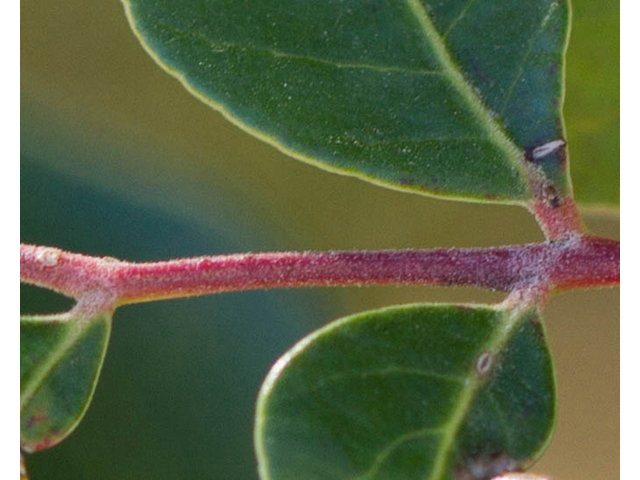 Rhus virens (Evergreen sumac) #47840