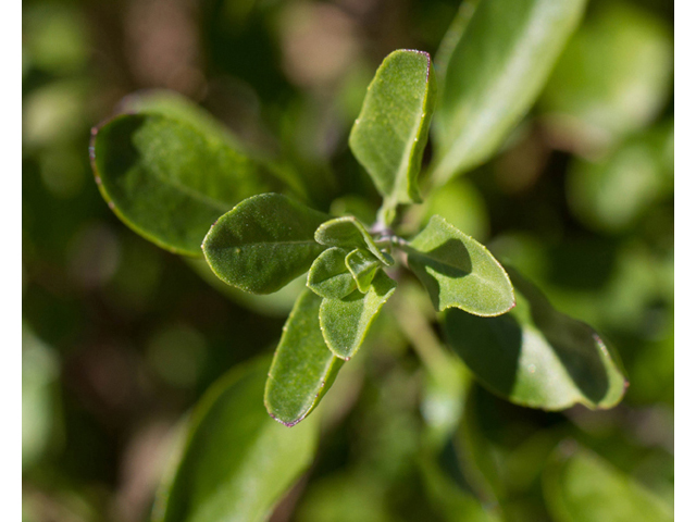 Salvia greggii (Autumn sage) #47852