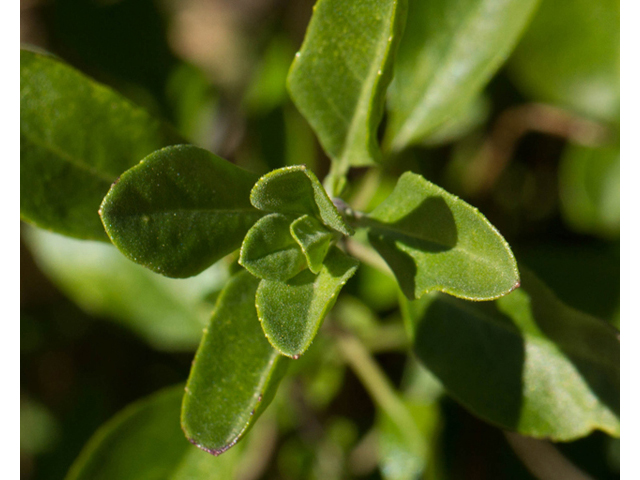 Salvia greggii (Autumn sage) #47854