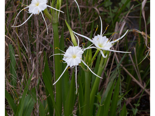 Hymenocallis liriosme (Texas spiderlily) #47887