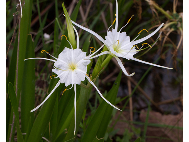 Hymenocallis liriosme (Texas spiderlily) #47891