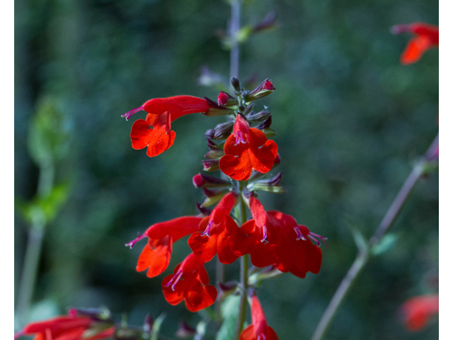 Salvia coccinea (Scarlet sage) #56752