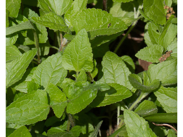 Conoclinium coelestinum (Blue mistflower) #56797