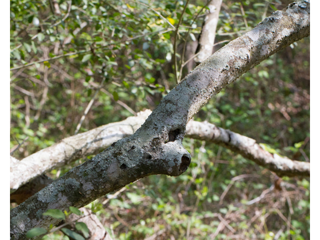 Ilex vomitoria (Yaupon) #56802