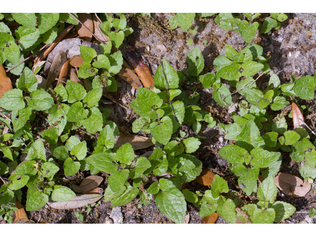 Conoclinium coelestinum (Blue mistflower) #56820