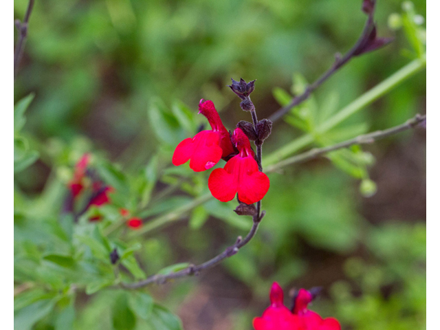 Salvia greggii (Autumn sage) #56878