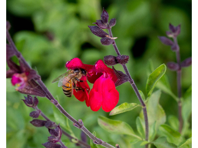 Salvia greggii (Autumn sage) #56880