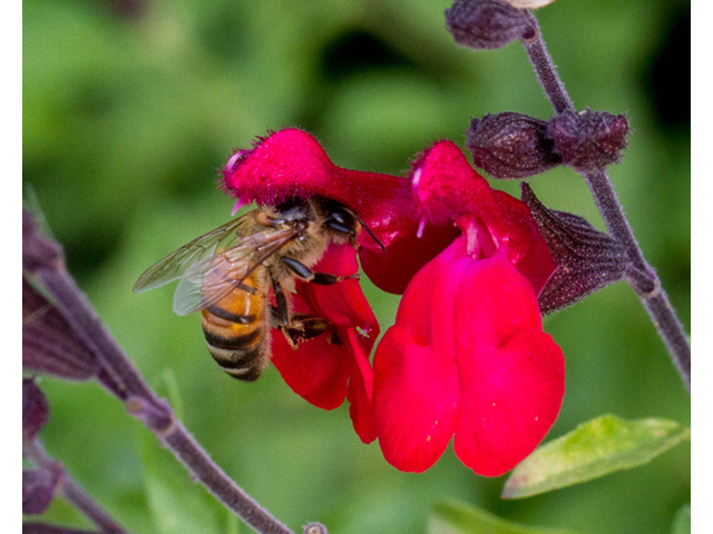 Salvia greggii (Autumn sage) #56881