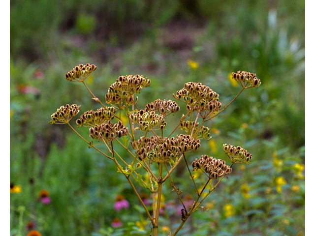 Polytaenia texana (Texas prairie parsley) #57115