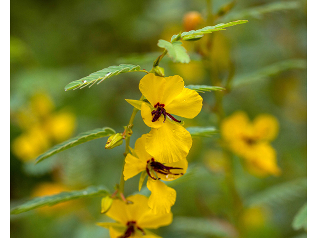 Chamaecrista fasciculata (Partridge pea) #57119