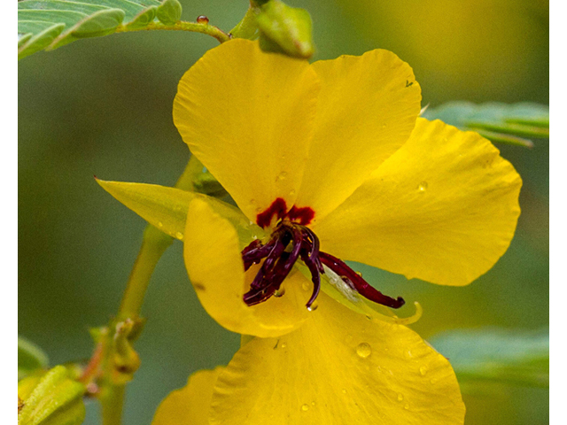 Chamaecrista fasciculata (Partridge pea) #57121