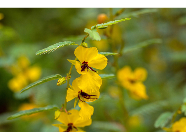 Chamaecrista fasciculata (Partridge pea) #57122