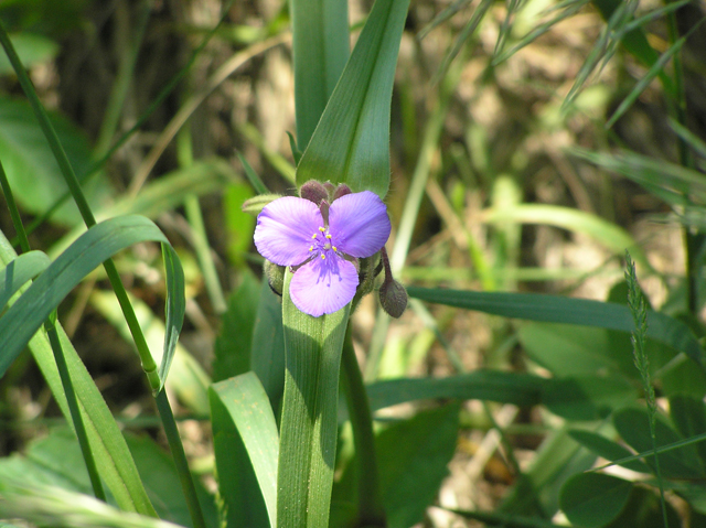 Tradescantia bracteata (Bracted spiderwort) #26281