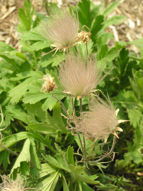 Geum triflorum (Old man's whiskers) #26293