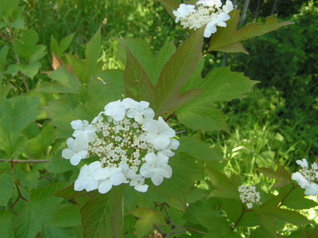 Viburnum opulus var. americanum (American cranberry bush) #26309