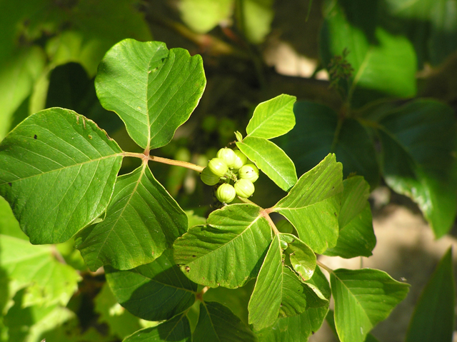 Toxicodendron rydbergii (Western poison ivy) #26343