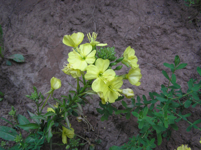 Oenothera biennis (Common evening-primrose) #26356