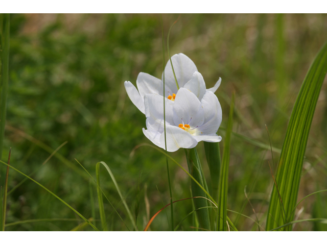 Nemastylis geminiflora (Prairie celestials) #34087