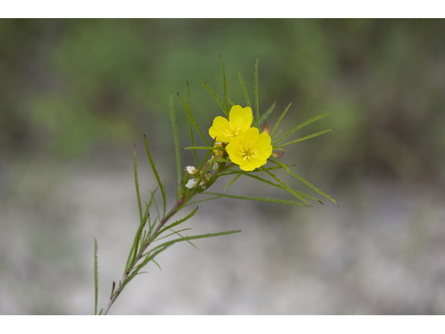 Calylophus berlandieri (Berlandier's sundrops ) #34178