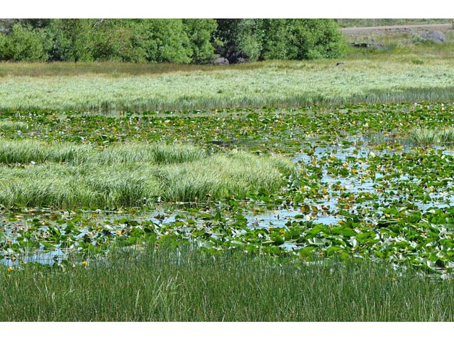 Nuphar lutea ssp. polysepala (Rocky mountain pond lily) #69522