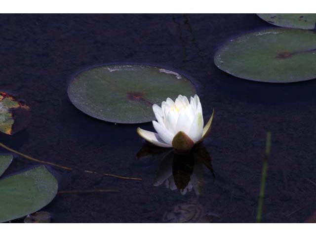 Nymphaea odorata ssp. odorata (American white waterlily) #69540