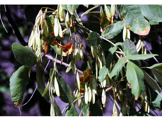 Fraxinus latifolia (Oregon ash) #69636