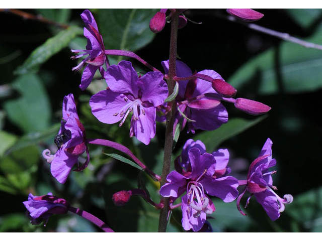 Chamerion angustifolium ssp. circumvagum (Fireweed) #69666