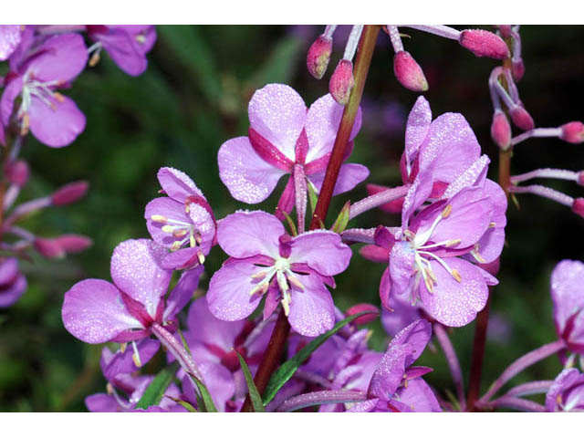 Chamerion angustifolium ssp. circumvagum (Fireweed) #69687