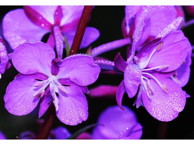 Chamerion angustifolium ssp. circumvagum (Fireweed) #69689