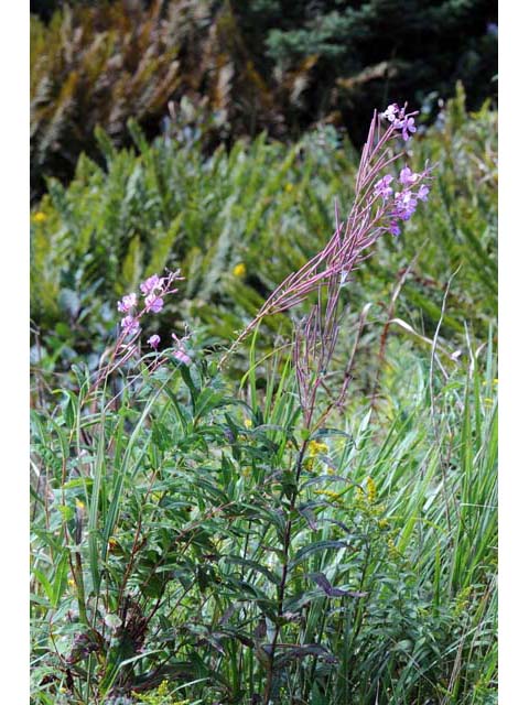 Chamerion angustifolium ssp. circumvagum (Fireweed) #69693