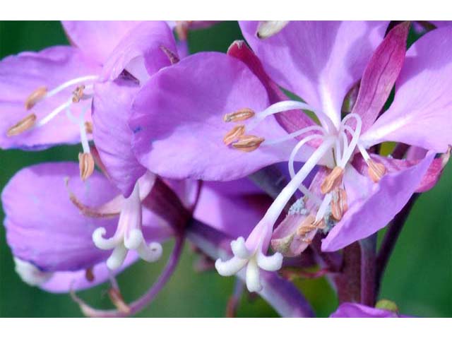 Chamerion angustifolium ssp. circumvagum (Fireweed) #69698