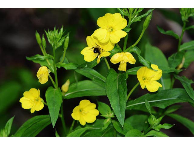 Oenothera biennis (Common evening-primrose) #69782