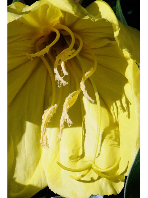 Oenothera macrocarpa ssp. macrocarpa (Bigfruit evening-primrose) #69819