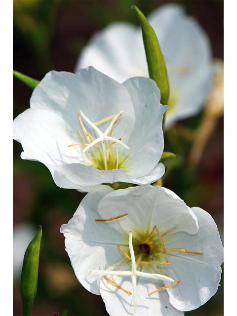 Oenothera pallida (Pale evening-primrose) #69845