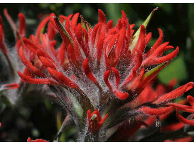 Castilleja angustifolia var. dubia (Showy northwestern indian-paintbrush) #69994