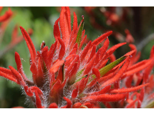 Castilleja angustifolia var. dubia (Showy northwestern indian-paintbrush) #69998