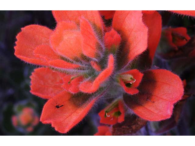 Castilleja latifolia (Monterey indian paintbrush) #70086