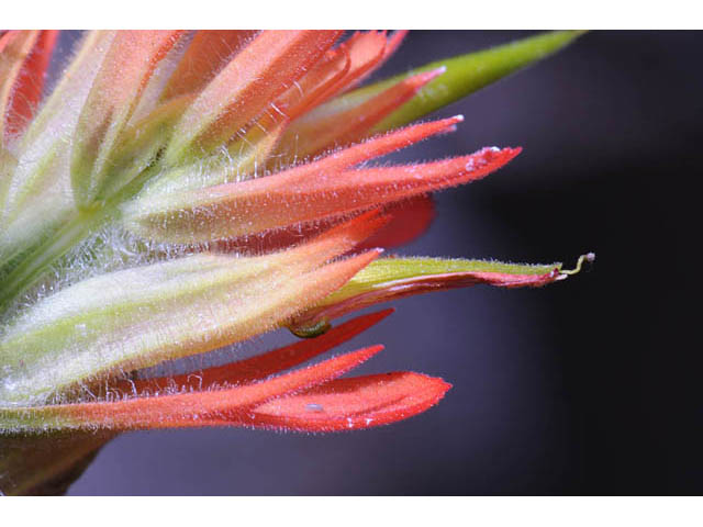 Castilleja miniata ssp. miniata (Giant red indian paintbrush) #70101