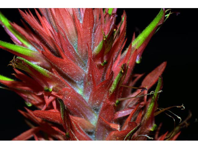 Castilleja miniata ssp. miniata (Giant red indian paintbrush) #70124