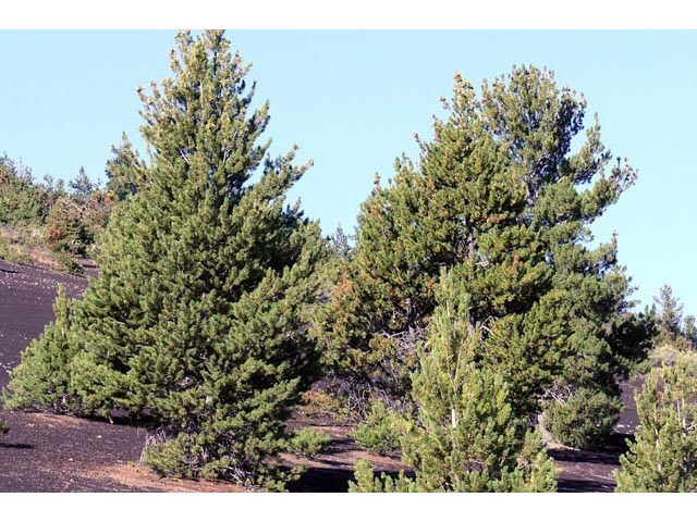 Pinus flexilis (Limber pine) #70515