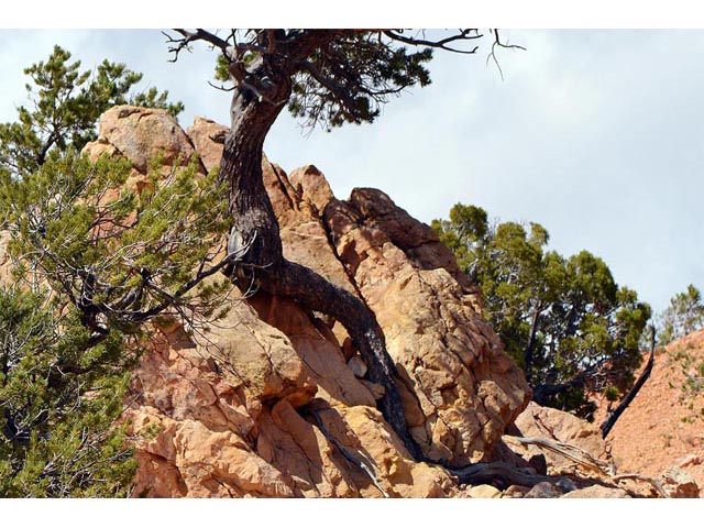 Pinus flexilis (Limber pine) #70540