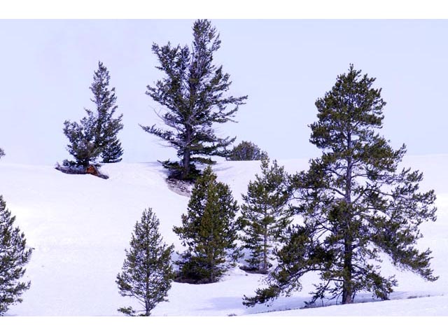 Pinus flexilis (Limber pine) #70542